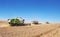 A few combines cutting a swath through the middle of a wheat field during harvest