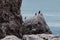 Few cormorants sitting on rock of in Cape Alchak. Crimea
