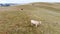 Few Cows are Eating Grass on a Farmland.