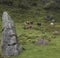 A few cows resting over grass in andean countryside near to an ancient colombian indigenous pre columbus monolith culture