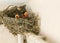 A few days old Cyprus barn swallow chickens babies Hirundo rustica asking food in cup nest on pipe inside building