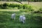 A few days old lambs running on a meadow