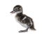 Few days old Madagascar teal duckling, Anas bernieri, Isolated on white