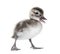 Few days old Madagascar teal duckling, Anas bernieri, Isolated on white