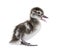 Few days old Madagascar teal duckling, Anas bernieri, Isolated on white