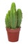 Few decorative cactus in one pot
