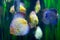 Few discus fish at water