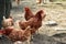 Few domestic hens walks around yourself and everyone trying find something for eat on the ground. Typical surroundings of hen farm