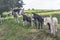 A few donkeys behind a fence on the field