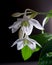 Few eucharis flowers and unopened buds on dark background close up view