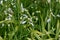 Few-flowered Garlic - Allium paradoxum, Norfolk Broads, England, UK