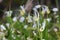 Few-flowered Garlic - Allium paradoxum, Norfolk Broads, England, UK