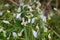 Few-flowered Garlic - Allium paradoxum, Norfolk Broads, England, UK