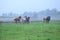 Few galloping stallions on foggy pasture