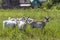 Few goats on a pasture in sunny day