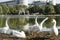 A few goose on the shore in the sun. Photographed in Southwest University of Science and Technology.