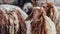 A few hairy flock sheep at a desert farm in arabia