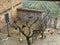 Few hens and rooster in yard of a village house on paddock. Italy.