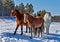 Few horses on a cold winter day near forest