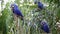 Few Hyacinth Macaws on a palm tree eat the fruits of oil palm. Rare view. high quality video. Natural sound. Brazil. Pantanal