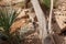 A few individuals Banded mongoose. Mongoose portrait close up.