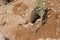 A few individuals Banded mongoose. Mongoose portrait close up