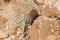 A few individuals Banded mongoose. Mongoose portrait close up