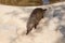 A few individuals Banded mongoose. Mongoose portrait close up