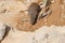 A few individuals Banded mongoose. Mongoose portrait close up