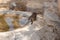 A few individuals Banded mongoose. Mongoose portrait close up