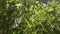 Few large dark green leaves on a background of light leaves in the firelight