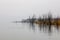 A few leafless trees lined the misty lakeside