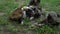 Few little cute kittens lying and plays on the grass closeup.