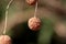 Few London plane or Platanus Ã— acerifolia deciduous tree fruits composed of dense spherical cluster hanging from thin branches