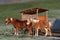 Few magnificent horses on the grass-covered field