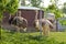 A few ostriches in an aviary behind a mesh fence. Ostriches Farm