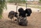 A few ostriches walking at paddock in ostrich farm