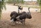 A few ostriches walking at paddock in ostrich farm