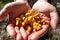 Few picked up yellow Craterellus lutescens foot chanterelle mushrooms in hands