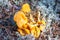 Few picked up yellow Craterellus lutescens foot chanterelle mushrooms in white lichen in the North
