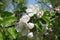 Few pinkish white flowers and buds of apple in April