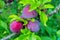 A few purple-pink plum berries. Incredibly delicious and healthy fruit