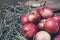 Few red fresh ripe apples on a background of green dry grass, fruit on rustic grass, useful natural food on wood planks, diet