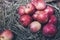 Few red fresh ripe apples on a background of green dry grass, fruit on rustic grass, useful natural food on wood planks, diet