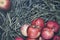 Few red fresh ripe apples on a background of green dry grass, fruit on rustic grass, useful natural food on wood planks, diet brea