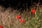 Few red poppies in the green grass