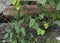 Few reddish Yard long beans hanging on a Yard long bean vine on a fence in the garden