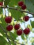 A few ripe red cherries on a twig. Berries close-up