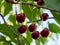 A few ripe red cherries on a twig. Berries close-up