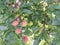 Few rosy apples on branches in the garden in bright day